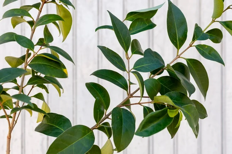 Greenery Stems