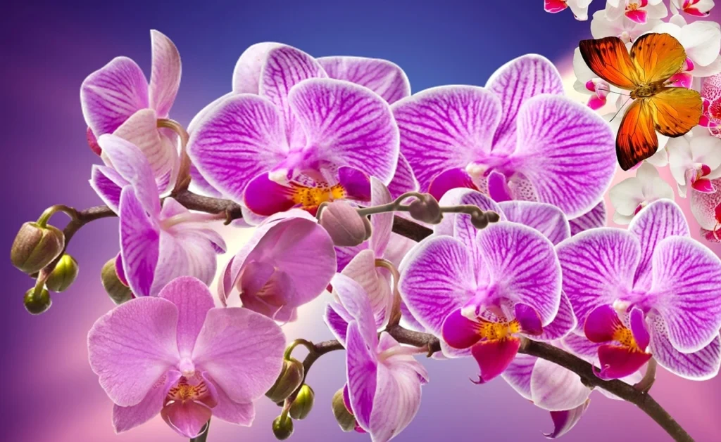 Purple Orchids