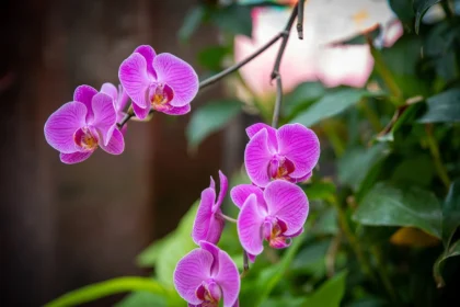 Purple Orchids