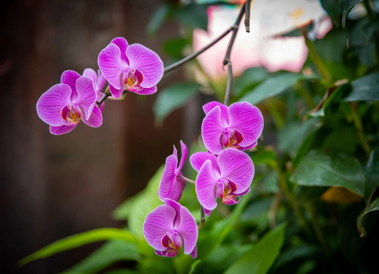 Purple Orchids