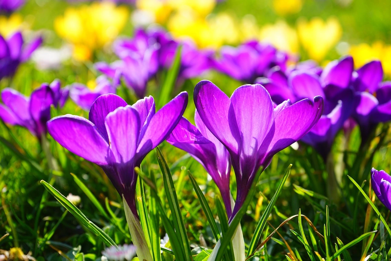 purple and yellow flowers