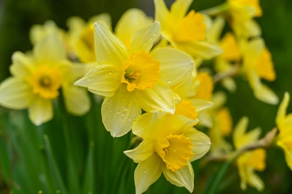 purple and yellow flowers