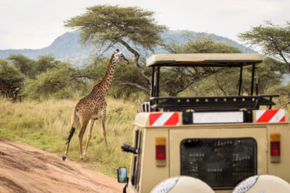 things you should never do on safari